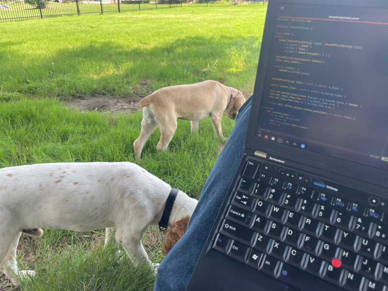 dogs and a laptop